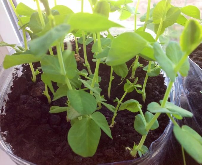 душистый горошек ростки. всходы душистого горошка. горошек рассадой из семян. горошек рассада. горошек рассадой из семян.