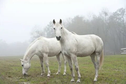 Two white