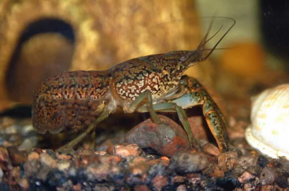 Раки в аквариуме содержание. Procambarus virginalis. Аквариумные мраморные рачки. Аквариумные ракообразные. Рачки в аквариуме.