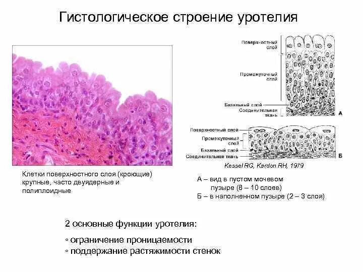 Слои переходного эпителия