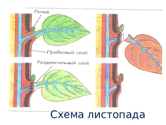 Испарение воды растениями листопад 6 класс. Испарение воды листьями 6 класс биология. Испарение воды листьями транспирация таблица. Схема транспирации растений.