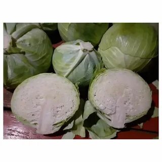 Сорт капусты сесиль