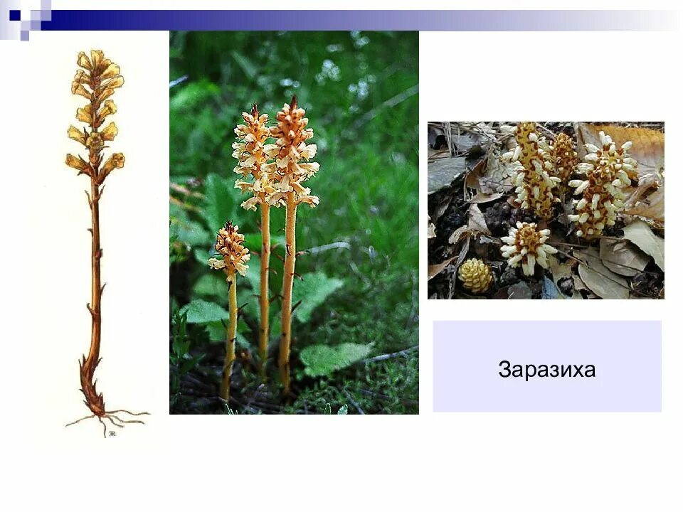 Заразиха растение паразит. Повилика и заразиха. Заразиха люцерновая. Сорняк заразиха подсолнечная. Распределите предложенные растения по группам полупаразиты паразиты