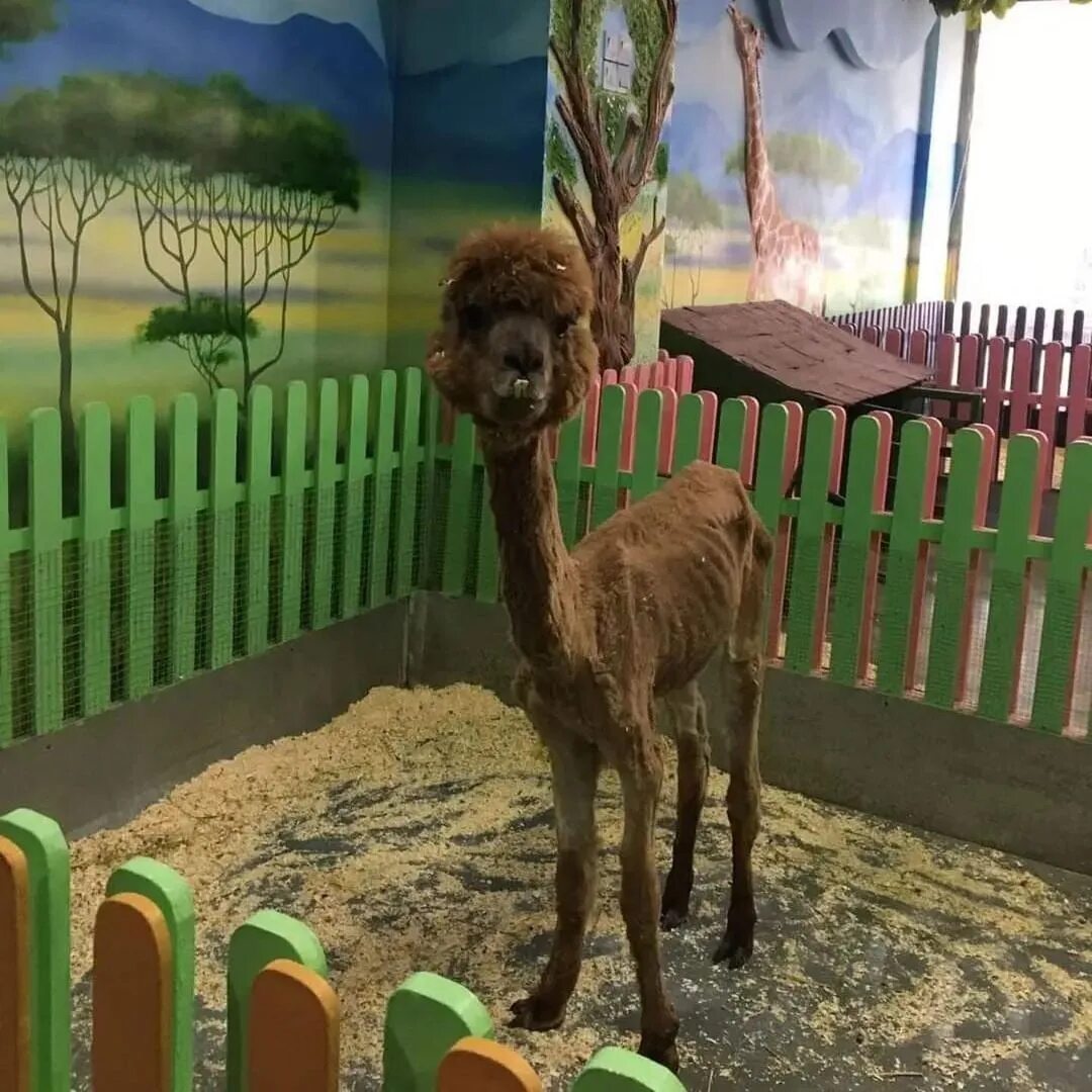 Zooland