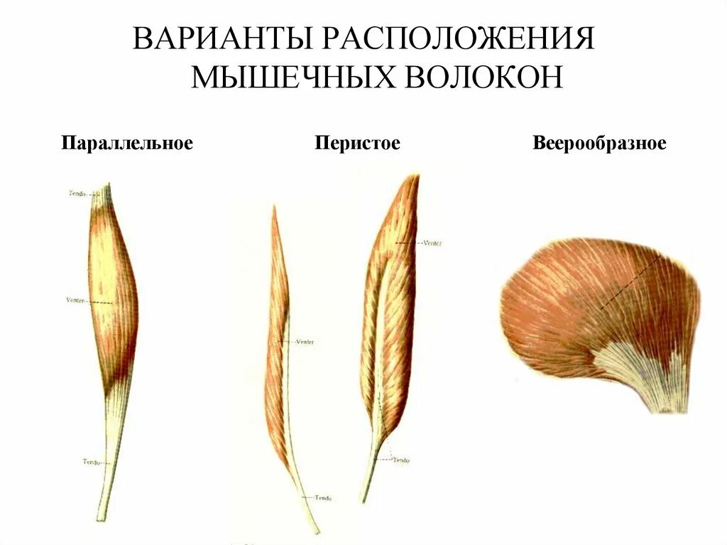 Скелетные мышцы по направлению мышечных волокон. Лентовидная мышца строение. Мышцы по типу расположения волокон. Классификация скелетных мышц по направлению волокон. Типы мышц по направлению волокон.