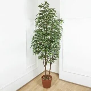 Фикусы 3