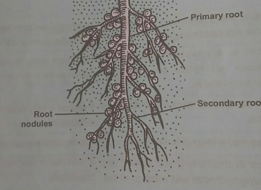 Root recently. Корни растений. roots засада.