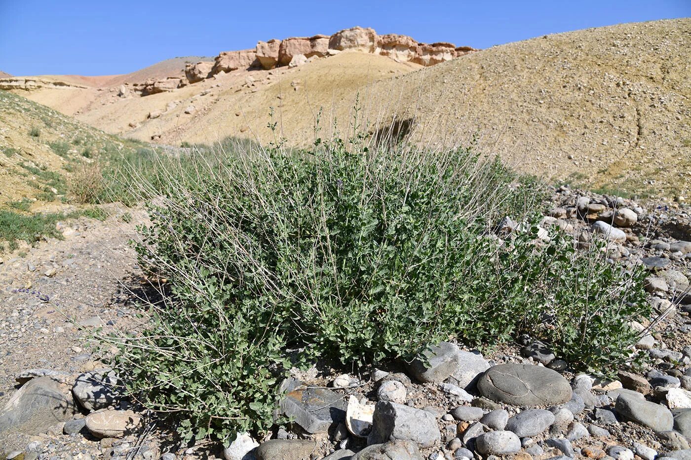 Растения Таджикистана. Лекарственные растения Таджикистана. Маргелон трава в Таджикистане. Кавар растение Таджикистан.