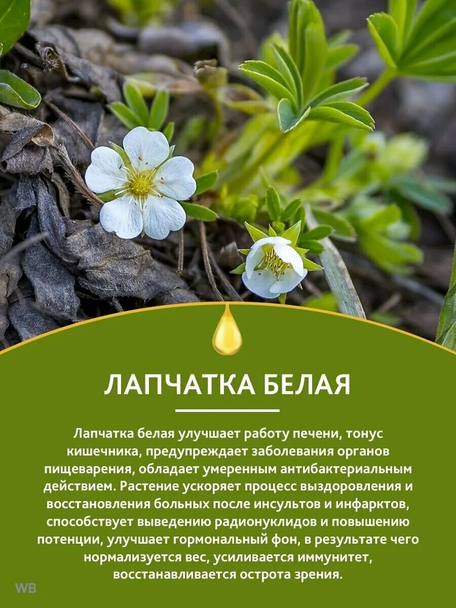 Лапчатка: посадка и уход в открытом грунте, размножение, свойства, выращивание и
