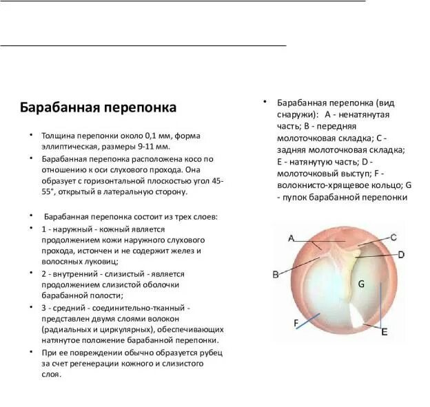 Барабанная перепонка выполняет следующую