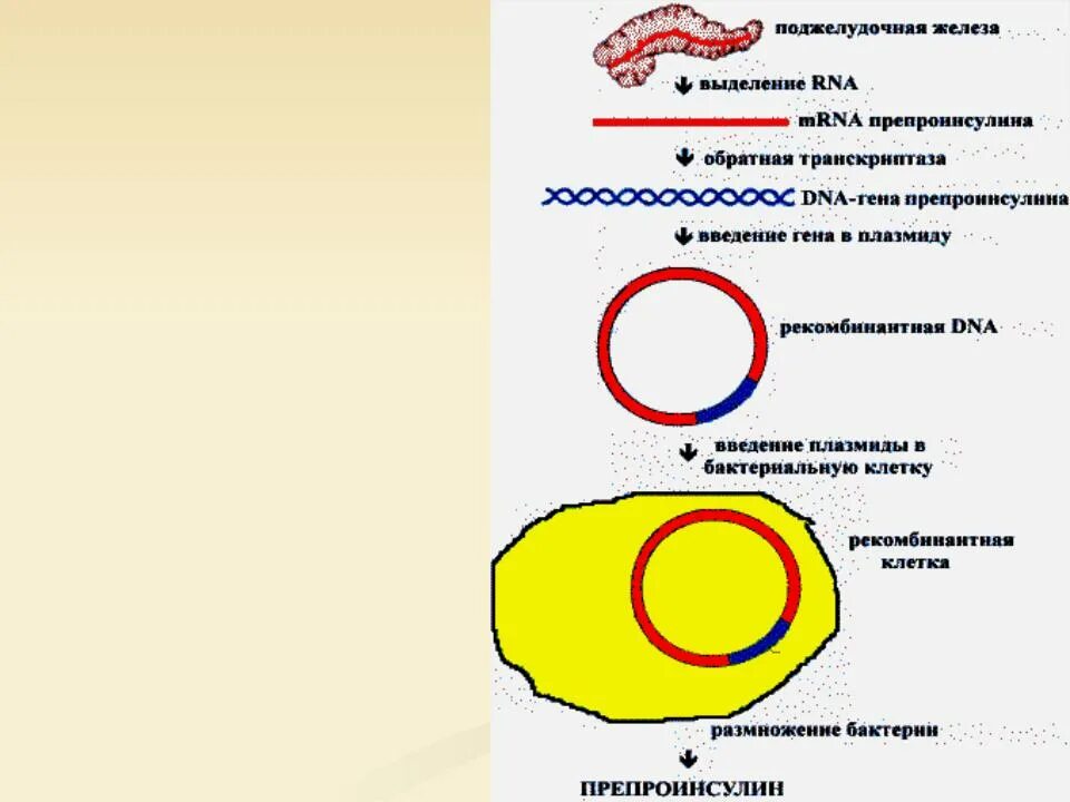 Создание искусственно синтезированного инсулина. Генно инженерный способ получения инсулина. схема получение инсулина методом генной инженерии. генная инженерия инсулин. синтез инсулина.