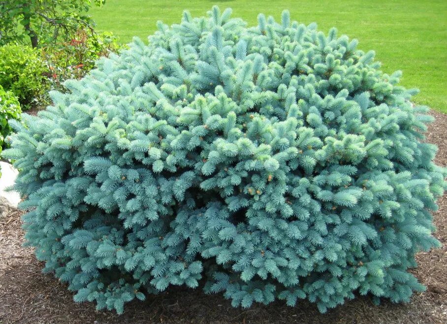 Глаука глобоза купить. Picea pungens 'glauca globosa'. Ель колючая glauca globosa. Ель колючая (Picea pungens glauca globosa). Ель колючая Picea pungens glauca.