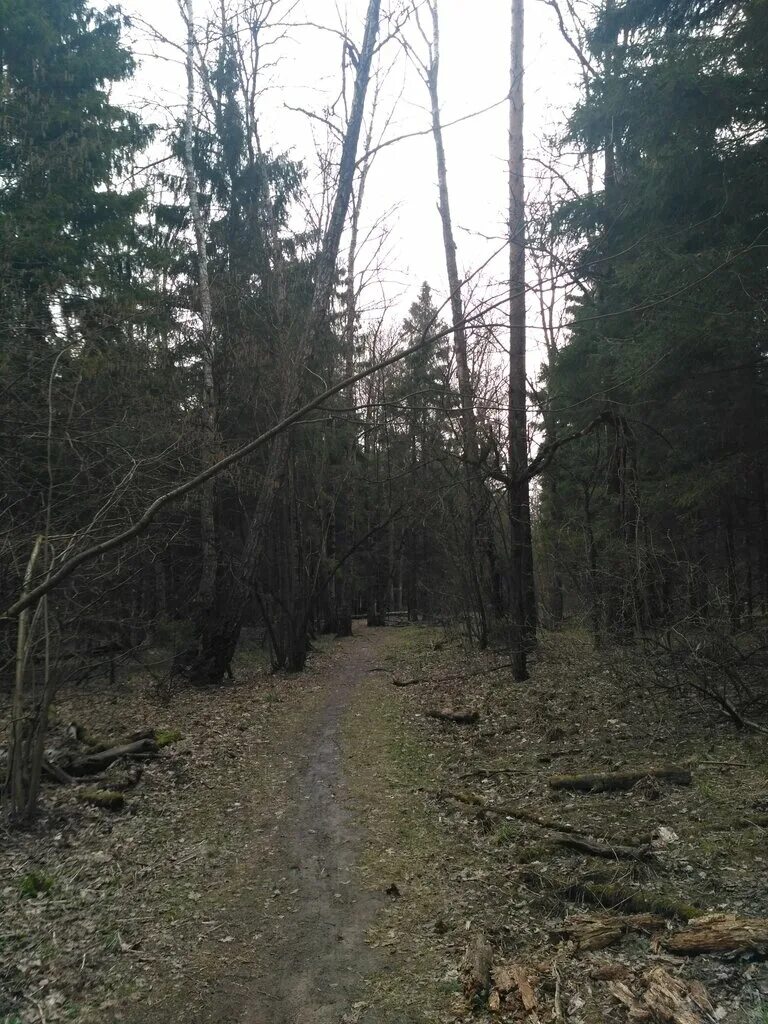 Заповедный лес под усиленной охраной. Одинцово Дубковский лес. Природный рекреационный комплекс Дубковский лес. Озеро Лесное Дубковский лес. Лесной заповедник Подмосковье.