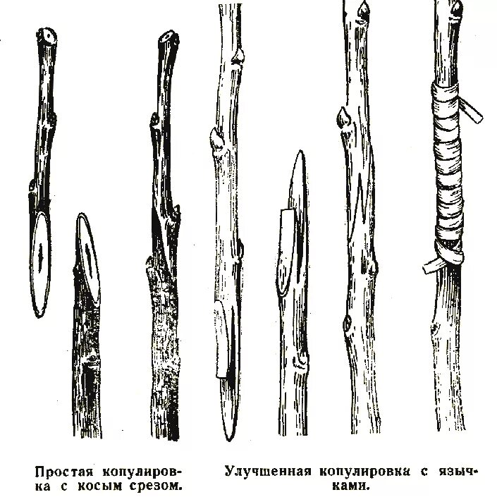 Как делать прививку яблони. Прививка яблони весной копулировка. Прививка плодовых улучшенная копулировка. Прививка растений окулировка копулировка. Улучшенная копулировка яблони.