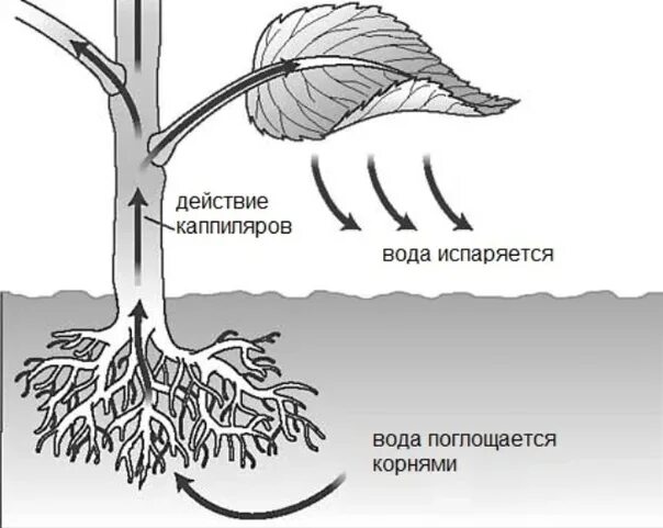 Вода поступает в корень через. Схема транспирации растений. Схема движения веществ поглощенных корнем. Транспирация схема. Поступление воды в растение.