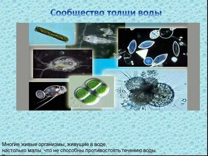 Мельчайшие водные организмы