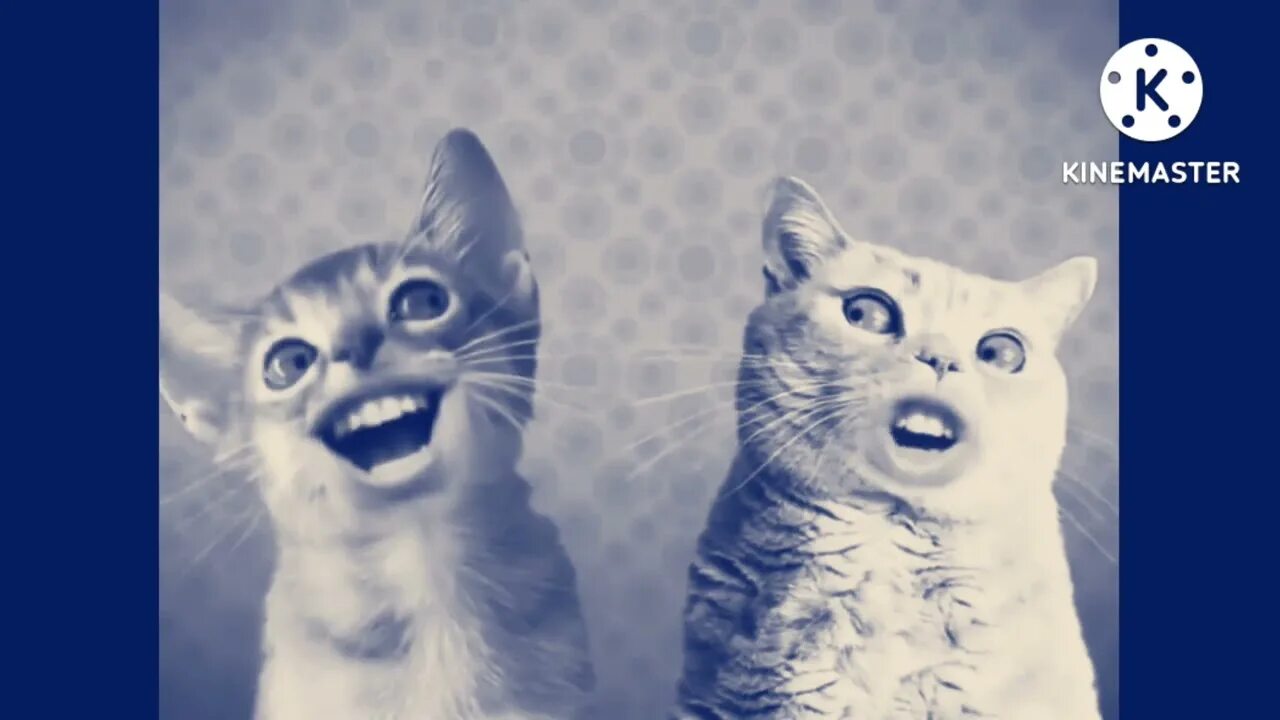 Preview 2 numa cat effects. Три котенка preview 2 effects. numa numa. кошка танцует. too many preview 2 numa numa cats.