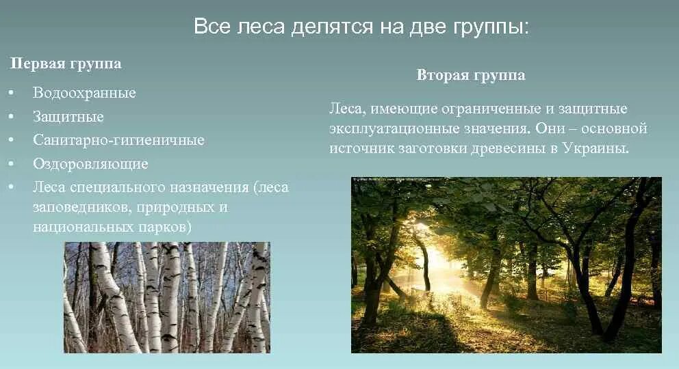 Какие есть группы лесов. Леса делятся на. Группы лесов. Леса 1 категории. Леса разделяются на.