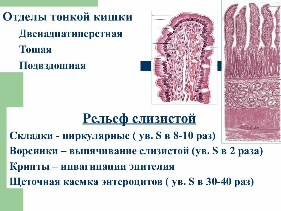 Микроворсинки кишечника гистология. Слизистая оболочка двенадцатиперстной кишки гистология. Строение слизистой тощей кишки. Подвздошная кишка гистология. Строение ворсинок слизистой оболочки