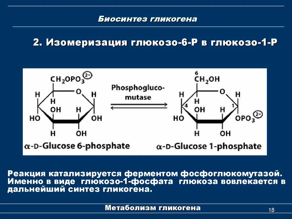 Образование гликогена. Синтез гликогена глюкозо 1 фосфат. синтез гликогена из глюкозо-1-фосфата. синтез гликогена из глюкозы биохимия. синтез гликогена из глюкозо-6-фосфата.