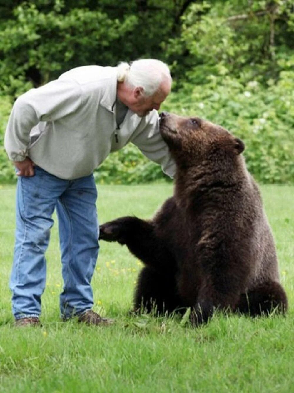 Какие медведи крупнее. Медведь Гризли. Медведь Гризли домашний. Настоящий медведь Гризли. Карликовый медведь.