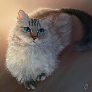 Пушистая кошка с голубыми глазами