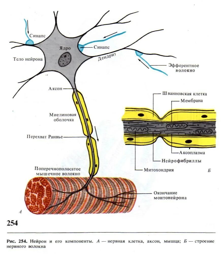 Физиология нервных волокон Аксон. Строение аксона нейрона функции. Нейрон Аксон миелиновая оболочка. Строение нейрона и нервного волокна.
