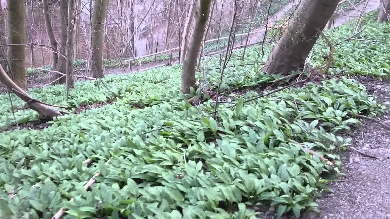 Как хранить черемшу на зиму