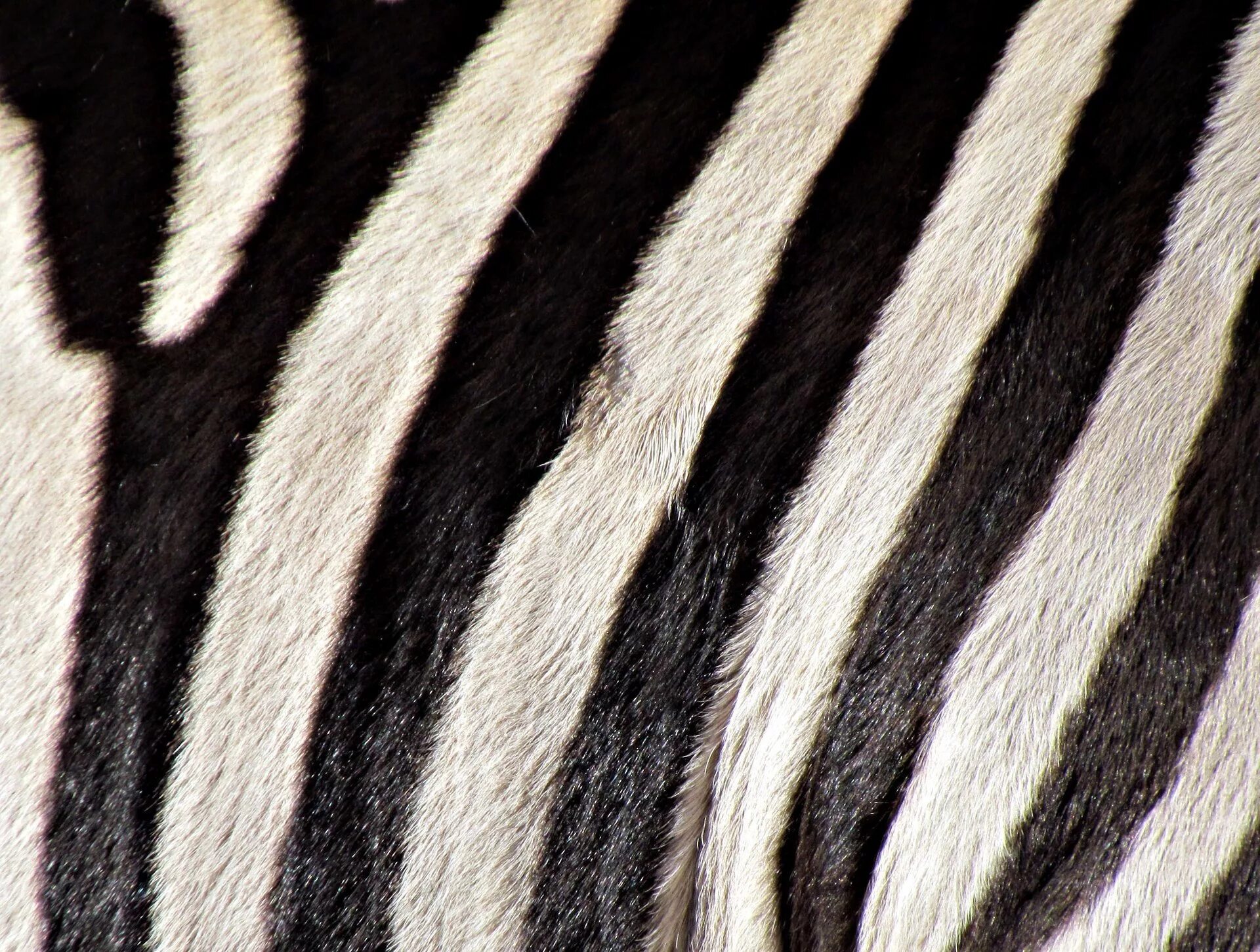 Zebra lanes