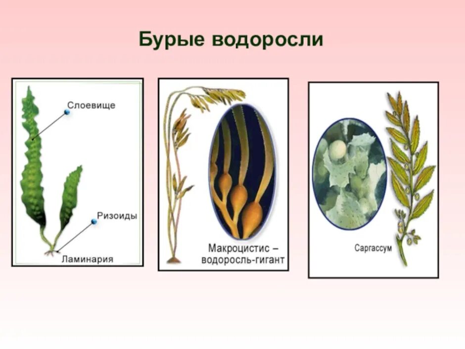 Бурые водоросли строение рисунок. Строение бурых водорослей 6 класс. Строение водоросли ламинарии. Бурые водоросли биология строение.