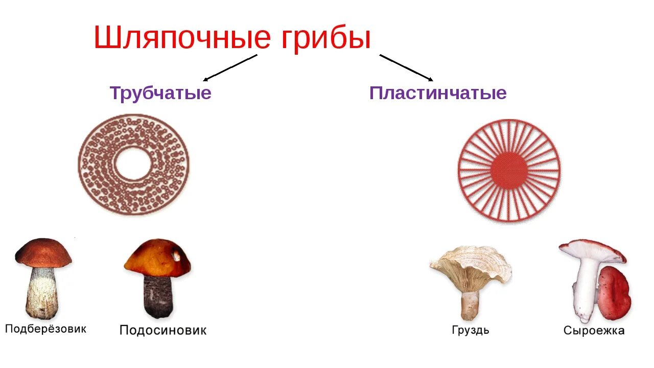 Таблица особенности строения пластинчатый гриб трубчатый гриб. Шляпочные грибы трубчатые и пластинчатые. Грибы строение шляпочных грибов. Шляпочные грибы трубчатые и пластинчатые схема. Пластинчатые и трубчатые грибы строение.