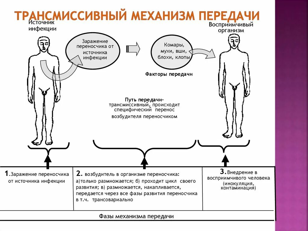 Трансмиссивные заболевания передаются. Трансмиссивный механизм передачи пути передачи. Фазы механизма передачи инфекции. Трансмиссивный путь передачи инфекции. Трансмиссивный путь передачи возбудителя.