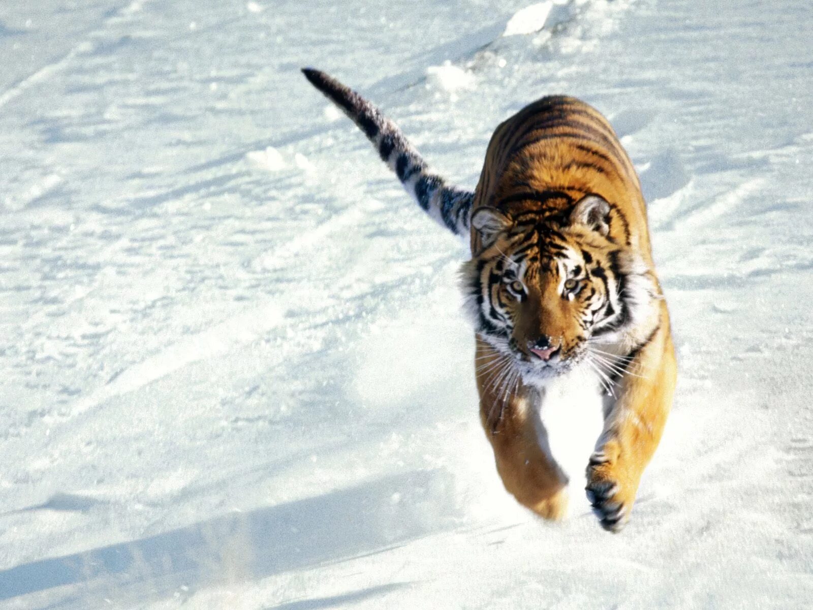 Тигр в прыжке. Catch tiger. Catch tiger. Тигренок мультяшный. Уссурийский тигр большой.