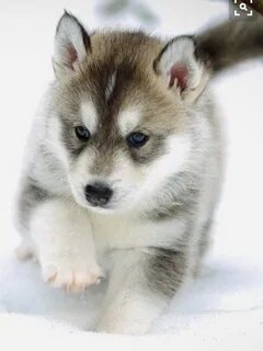 Собака хаски щенок