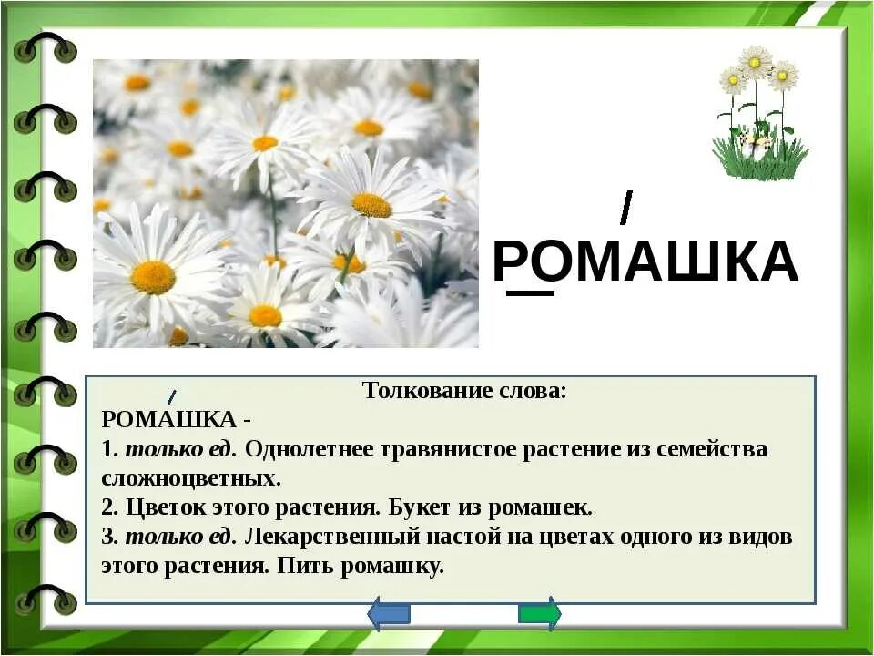 Текст описание ромашки 3 класс. Семейство Сложноцветные Ромашка аптечная. Описание цветка ромашки. Ромашка для презентации. Ромашка описание растения.