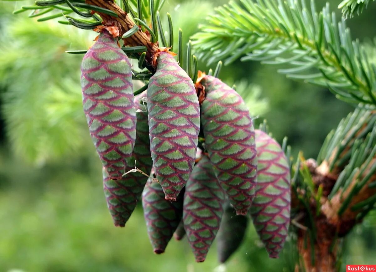 Описание шишек ели. Ель Сербская Picea omorika. Ель колючая, канадская, Сербская. Ель Сербская Пендула шишки.