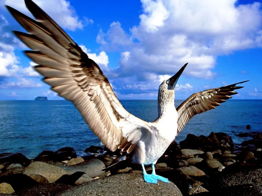 Птицы галапагосских островов. Голубоногая олуша птица. Галапагосские острова голубоногая олуша. Голубая олуша. Голубоногая олуша фото.