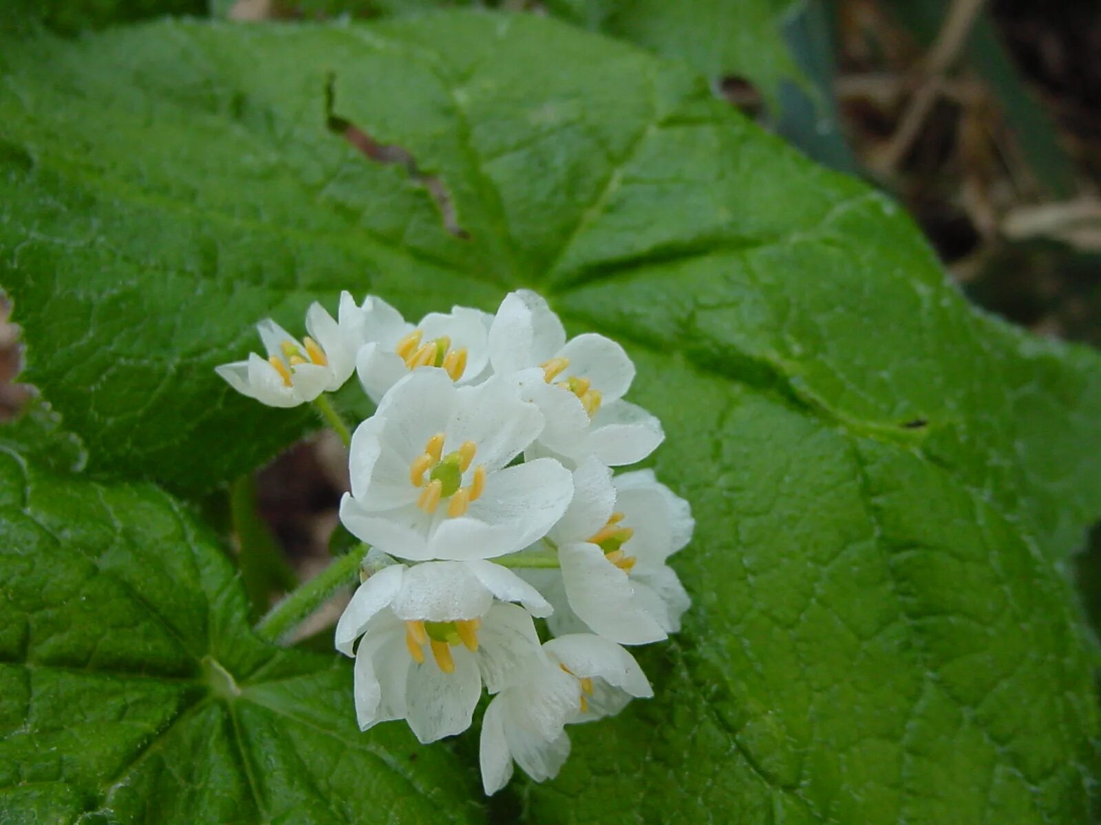 Двулистник грея фото. Двулистник грея. двулистник (skeleton flower). двулистник грея цветок. двулистник грея прозрачный.