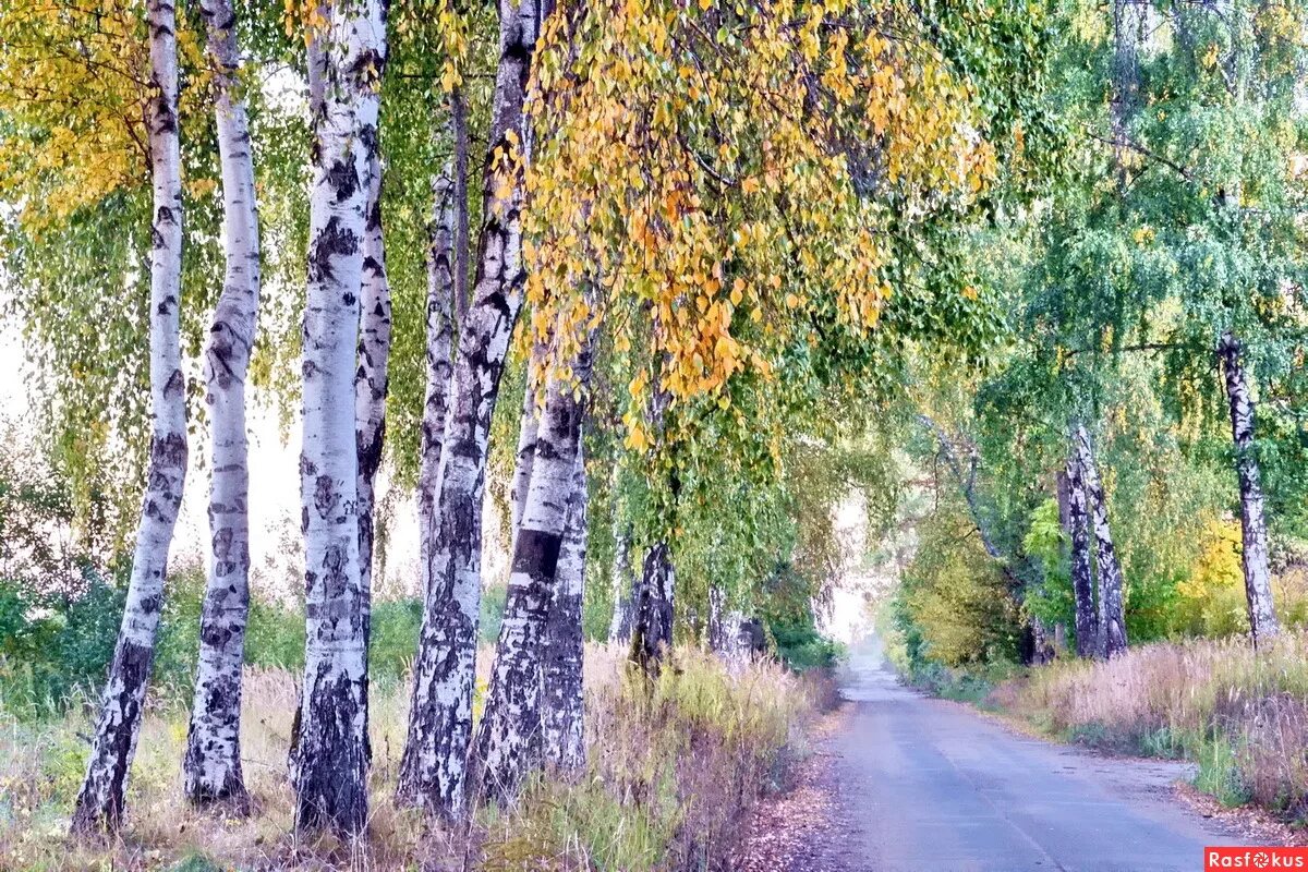 Две березки у дороги минус. Березы вдоль дороги. Береза у дороги. Береза осенью. Фиолетовая береза.