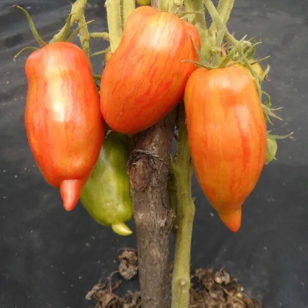 томат искры пламени вкуснотека. искры пламени томат описание. искры пламени томат описание. семена томат пламя 10шт. томат пламя партнер.