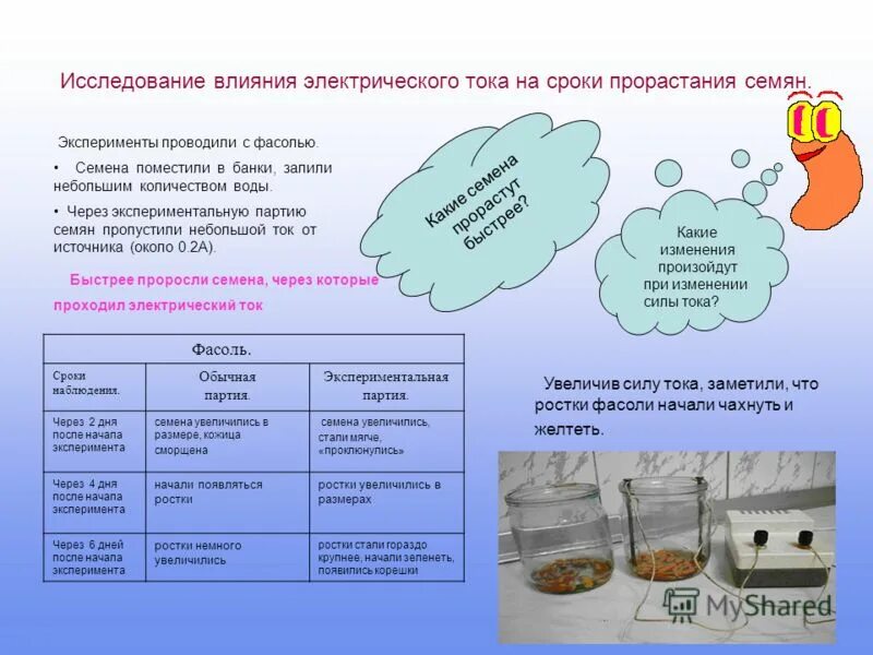 Проект прорастания семя 3 класс Как влияет вода на прорастание семян