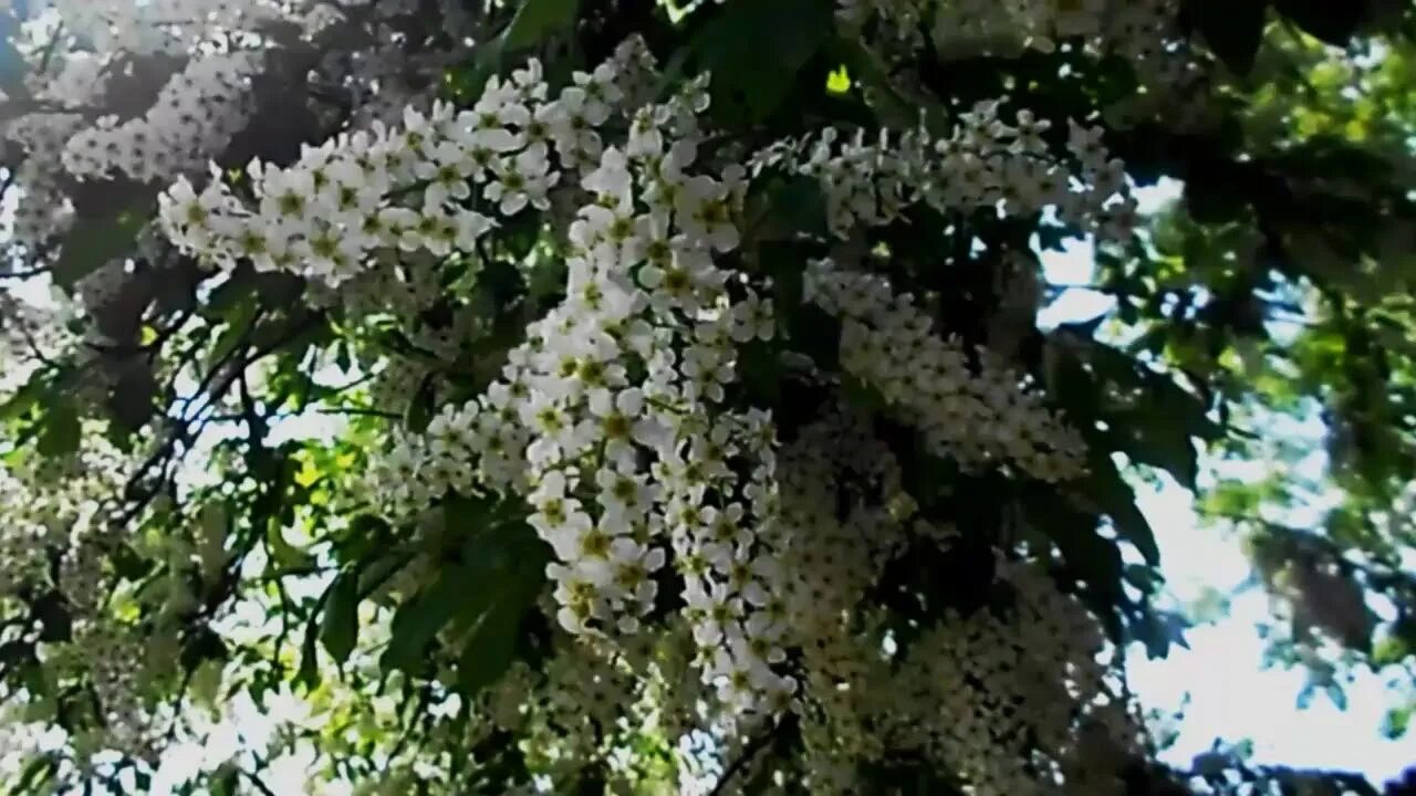Белая черемуха росс. Черёмуха обыкновенная дерево. Картинки с черемухой цветущей. Белая черемуха росс. Белая черемуха росс.