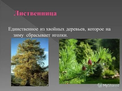 Дерево сбрасывающее хвою