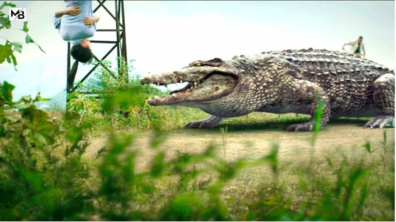 A crocodile is longer than a