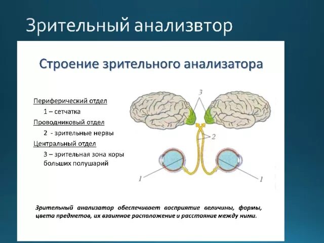 Анализаторы периферический отдел проводниковый отдел. Функции периферического отдела зрительного анализатора. Схема периферического отдела зрительного анализатора. Проводниковый отдел зрительного анализатора функции. Чем представлен периферический отдел