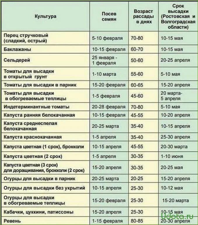 Какие сроки посева семян. Сроки высадки семян на рассаду овощей таблица. Сроки высадки рассады овощей в открытый грунт. Сроки высадки семян перца для рассады. Сроки посева семян и высадки в открытый грунт рассады.