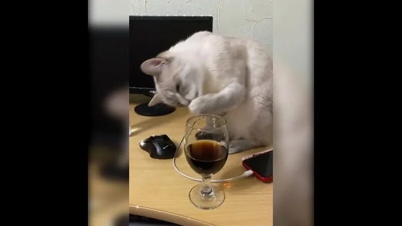 Котэпила. Пьяница кот горе в семье. Пьющий кот видео. Кот пьет из трубочки. Видеоролик про пьяного кота.