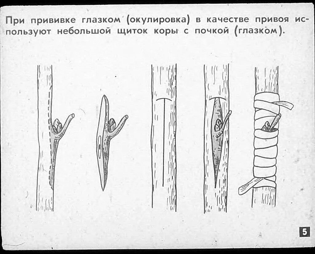 Окулировка прививка глазком. Прививки растений окулировка. Окулировка яблони глазком. Прививка почкой окулировка.