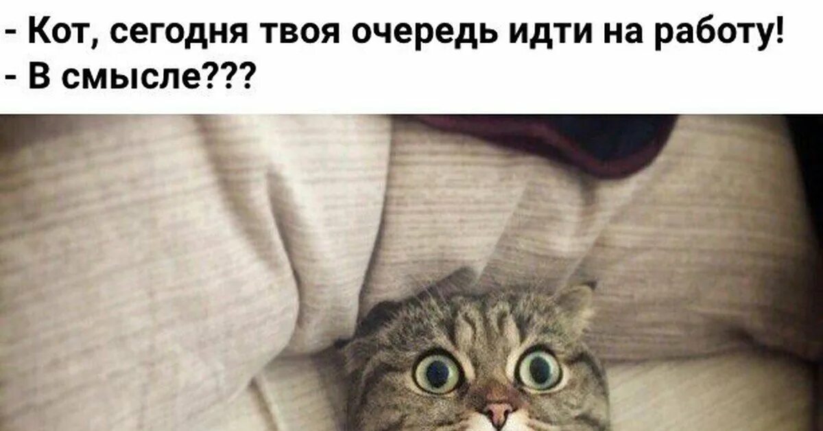 Пойду на работу собираться. Кот на работе. котик идет на работу. кот пошел на работу. иди работай котик.