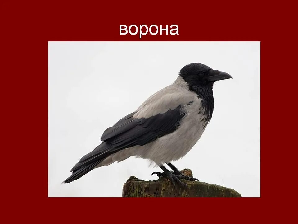Ворона лексическое значение. Загадка про ворона. загадка про ворону. ворона загадка для детей. загадка о вороне.